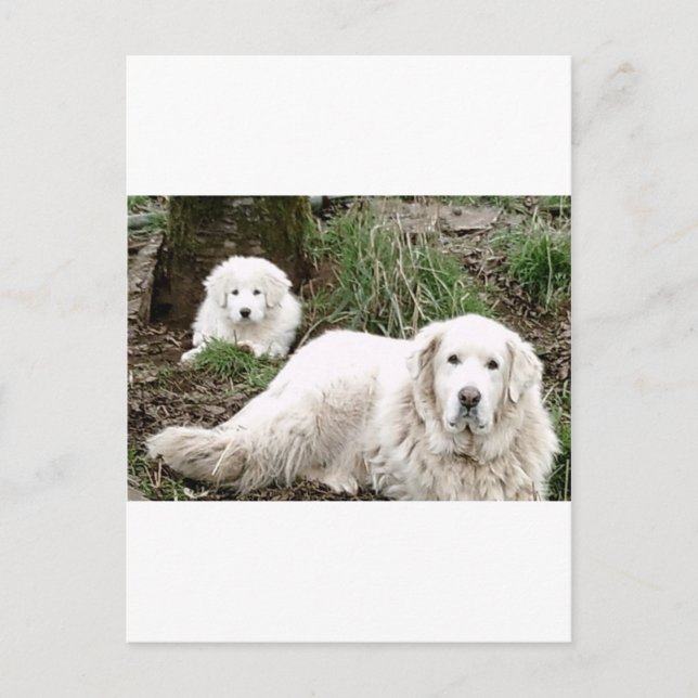 Great Pyrenees Dog and puppy Postcard (Front)