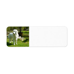 great pyrenees full 2