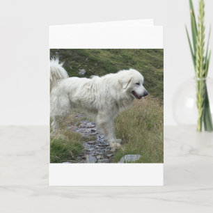 great pyrenees full card