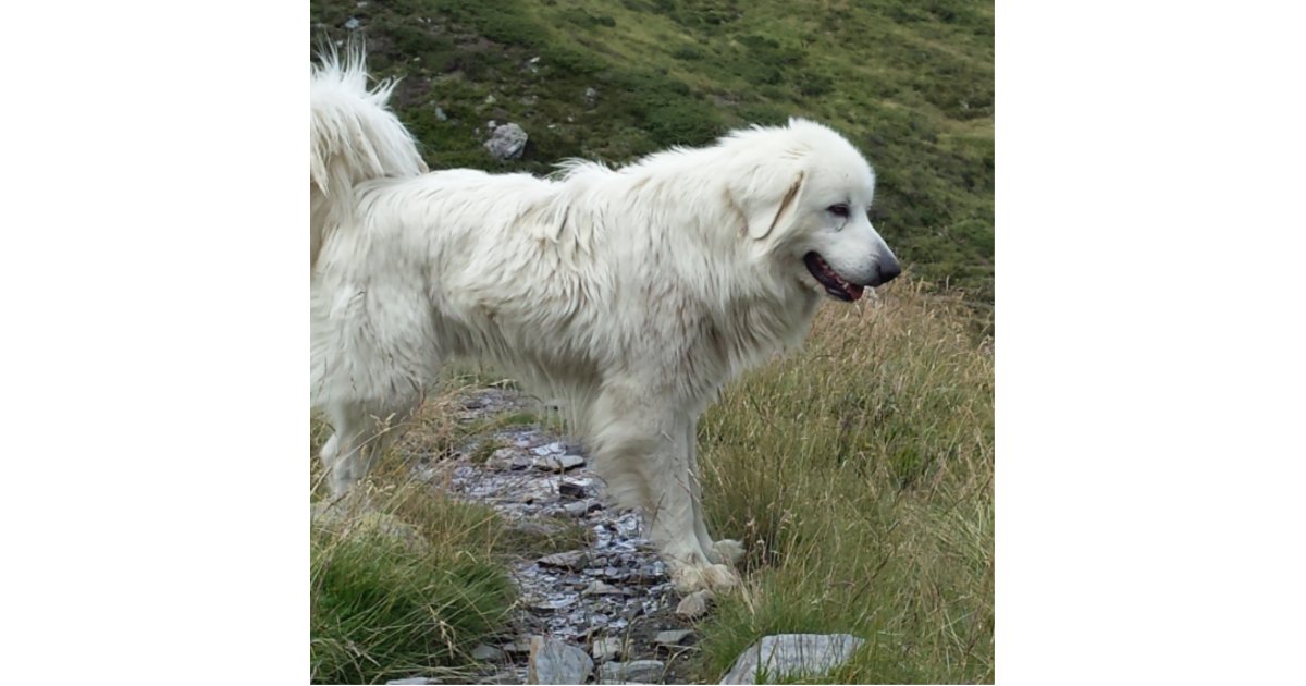 great pyrenees full standing photo sculpture Zazzle