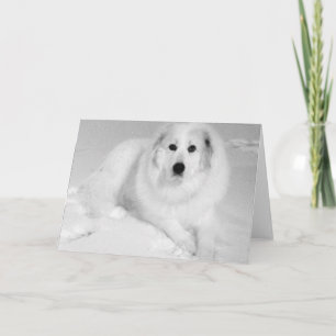 Great Pyrenees, Gentle Giant 5 Card
