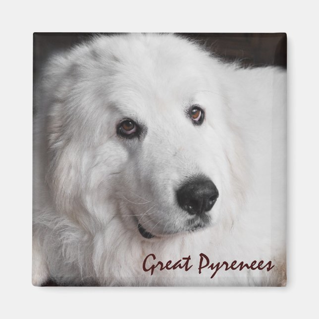 Great Pyrenees Magnet (Front)