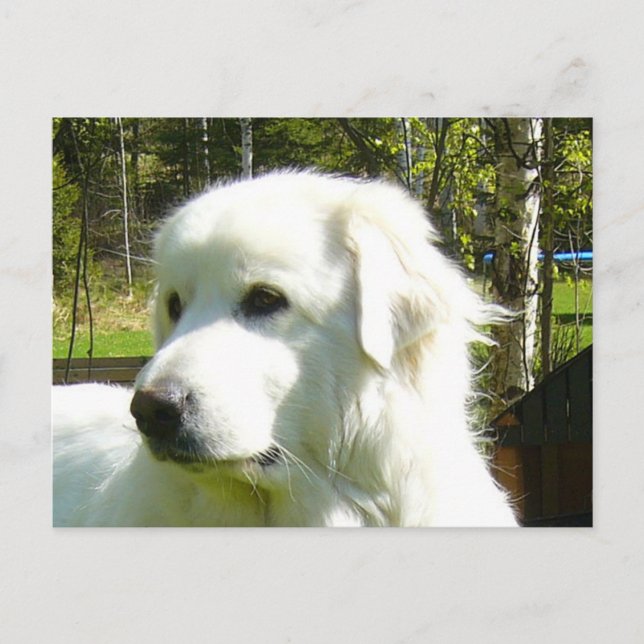 great pyrenees postcard (Front)