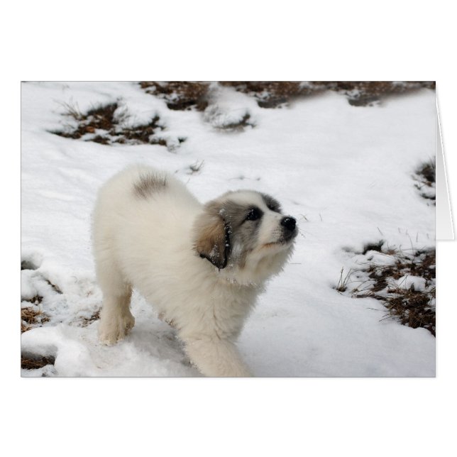 Great Pyrenees Puppy (Front Horizontal)