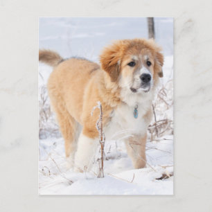 Great Pyrenees Puppy in the Snow Holiday Postcard