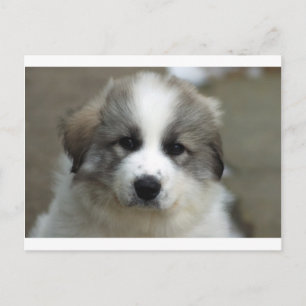 Great Pyrenees Puppy Postcard