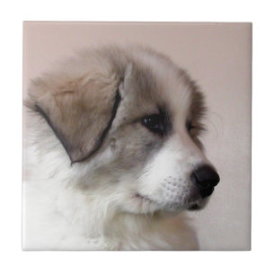 Great Pyrenees Puppy Tile