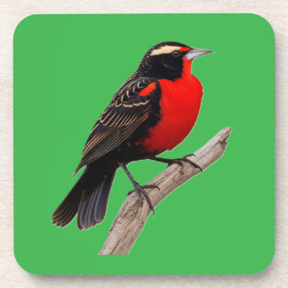 Great red bird (Sturnella defilipp) Coaster