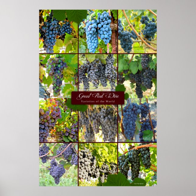 Great Red Wine Grape Varieties of the World Poster (Front)