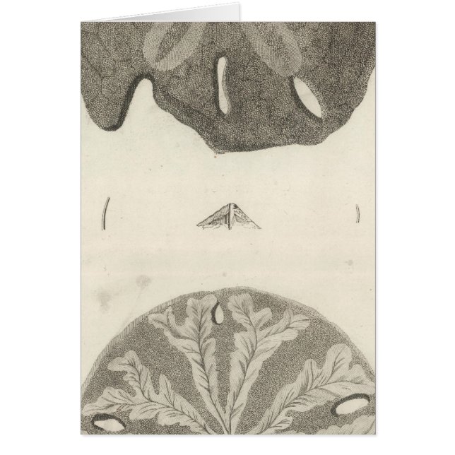 Great Sea Urchins (Front)