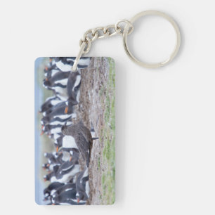 Great Skua in front of penguin colony Key Ring