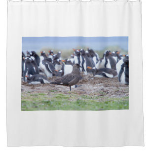 Great Skua in front of penguin colony Shower Curtain