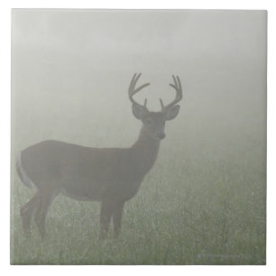 Great Smoky Mountains National Park, Tennesse, Tile