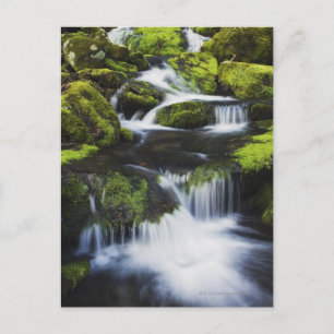 Great Smoky Mountains National Park, Tennessee Postcard