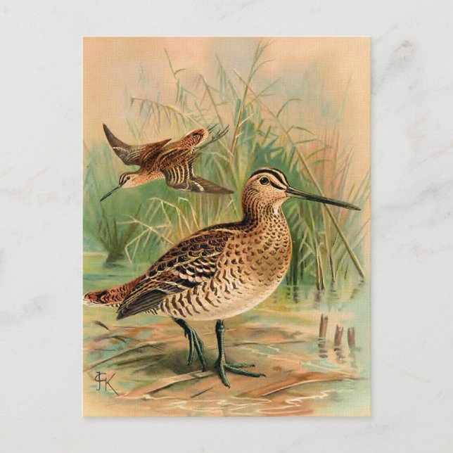 Great Snipe Vintage Bird Illustration Postcard (Front)