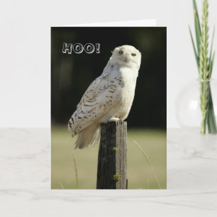 Great Snowy White Owl, Thinking Of You Card