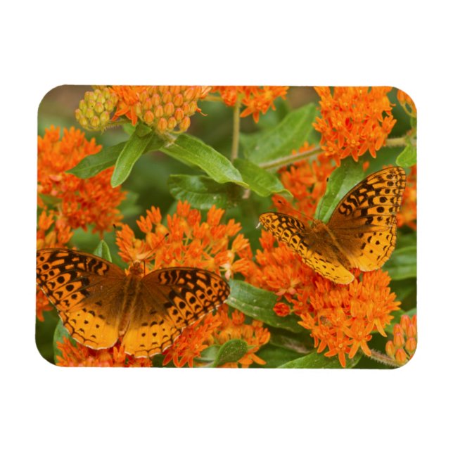 Great Spangled Fritillaries on Butterfly Milkweed Magnet (Horizontal)