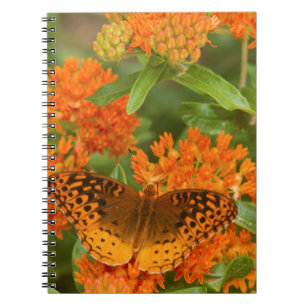 Great Spangled Fritillaries on Butterfly Milkweed Notebook
