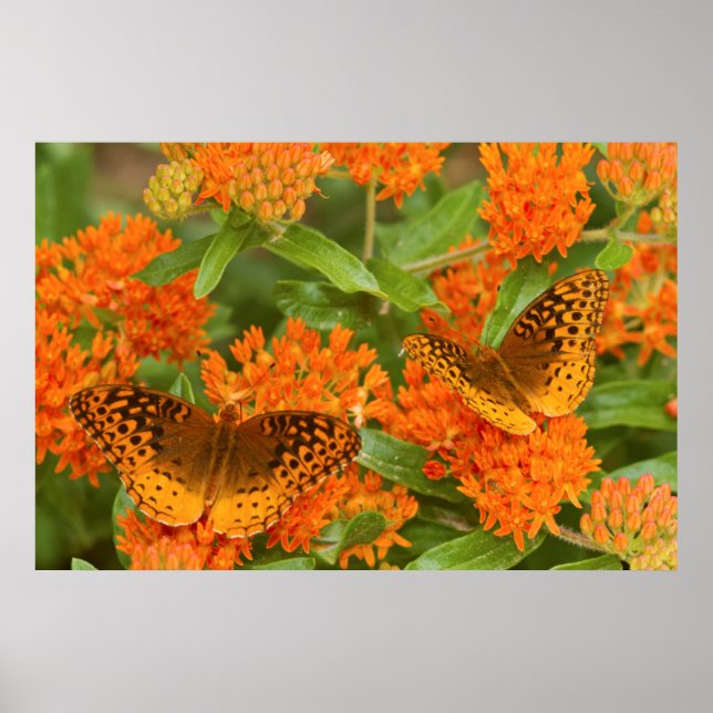 Great Spangled Fritillaries on Butterfly Milkweed Poster (Front)