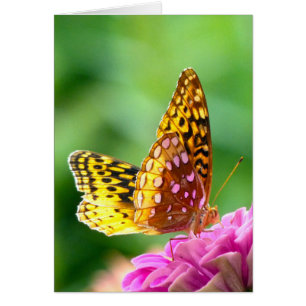 Great Spangled Fritillary