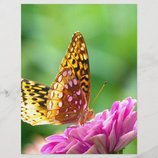 Great Spangled Fritillary (Front)