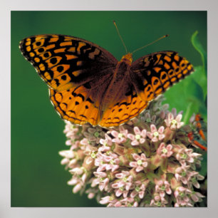Great Spangled Fritillary Butterfly Poster