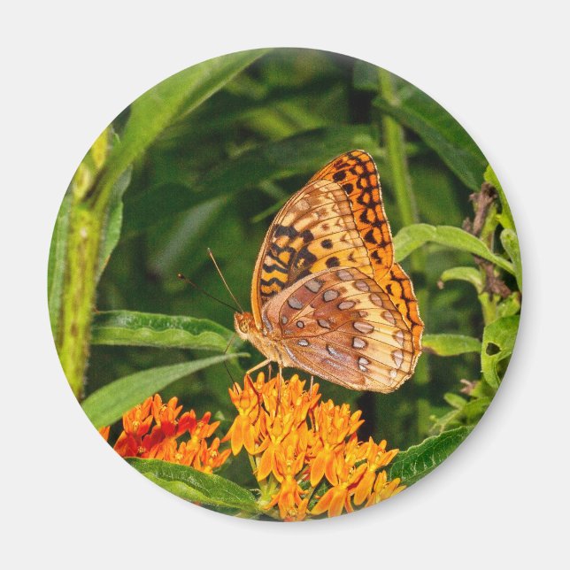 Great-spangled Fritillery Butterfly Magnet (Front)