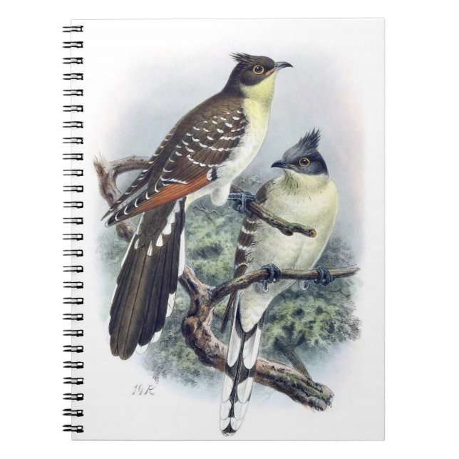 Great Spotted Cuckoo Bird Note Book (Front)