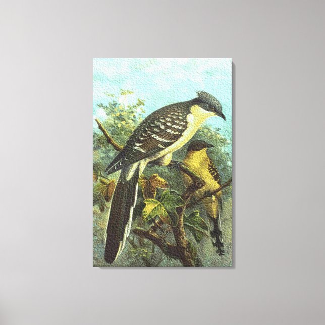Great Spotted Cuckoo Birds Canvas Print (Front)