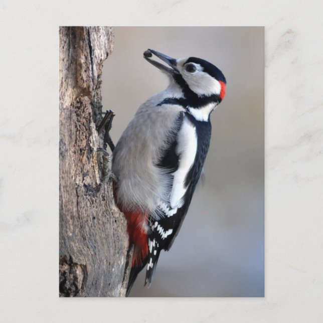 Great Spotted Woodpecker with corn Postcard (Front)