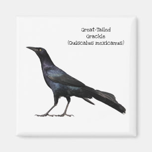 Great-Tailed Grackle Magnet