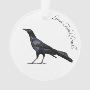 Great-Tailed Grackle Ornament
