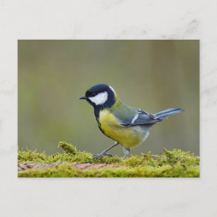 Great tit bird postcard