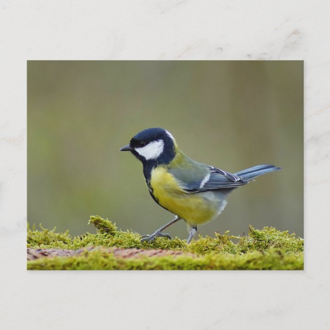 Great tit bird postcard (Front)