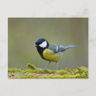Great tit bird postcard
