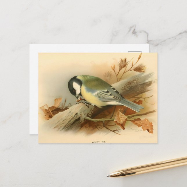 Great Tit by Lord Lilford, Illustration Postcard (Front/Back In Situ)