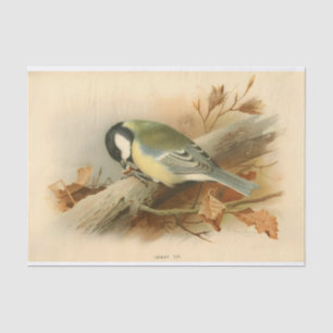 Great Tit by Lord Lilford, Illustration Tissue Paper