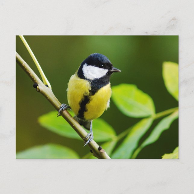 Great Tit in autumn Postcard (Front)