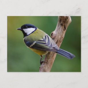 Great Tit in autumn Postcard