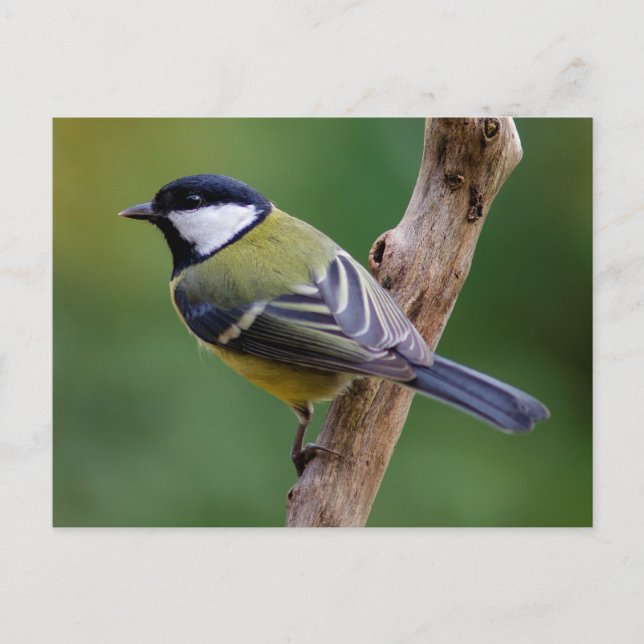 Great Tit in autumn Postcard (Front)