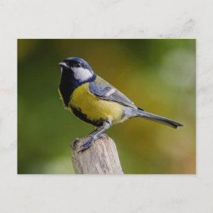 Great Tit in autumn Postcard