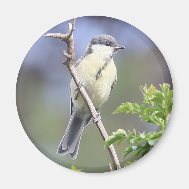 Great tit magnet (Front)