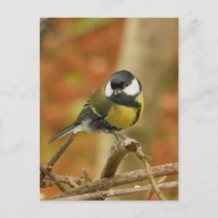 Great Tit Postcard