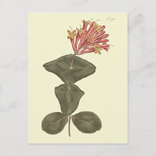 Great Trumpet Honeysuckle Botanical Illustration Postcard