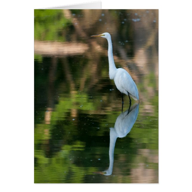 Great White Egret (Front)