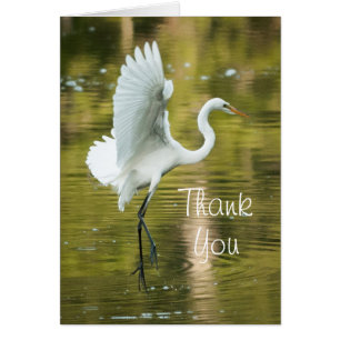 Great White Egret