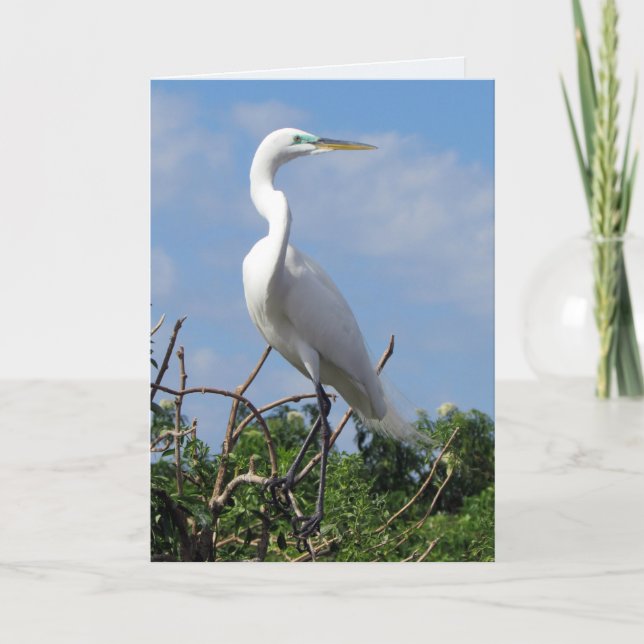 Great White Egret (0848) Card (Front)