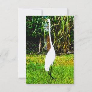 Great White Egret Card