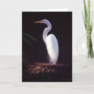 Great White Egret Card