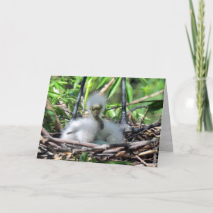 Great White Egret Chick In Nest Greeting Card